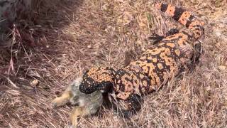 Gila Monster Eating Rabbitm4v [upl. by Odareg]