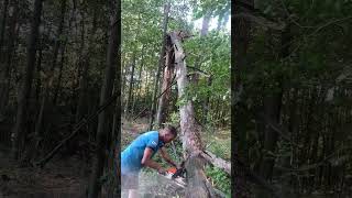 Top 3 Critical Mistakes to Avoid When Cutting Down Trees [upl. by Hajidahk726]