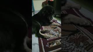 dog doglover funny shorts shortvideos viralshorts [upl. by Atinod]