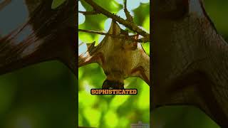 The Astonishing Echolocation of Bats educationalreels facts wildlifeeducation [upl. by Roxane]