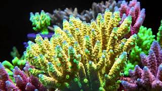 Walt Disany Tenuis Acropora [upl. by Aitas]