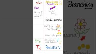 Actinomyces israeli  Anaerobic branching Grampositive Rod Bacteria  Microbiology 🧫 science [upl. by Aynik416]