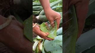 Natural aloe vera from the jungle shorts nature amazing [upl. by Atinniuq]