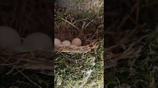 Barn Swallow Attack [upl. by August313]