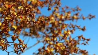 Cigar Orchid Blooming in the Everglades [upl. by Fennelly365]