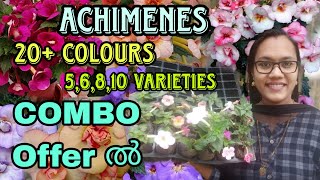 😱🌺ACHIMENES ഇത്രയും varieties ഒരുമിച്ച് കണ്ടിട്ടുണ്ടോAchimenes combo offer [upl. by Edurtreg351]