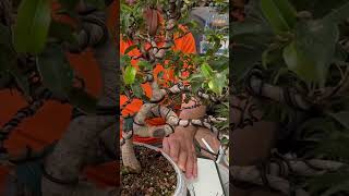 🍃 Trasplante bonsai FICUS benjamina variegata bonsai ficusbenjamina ficus variegata shorts [upl. by Neerom811]