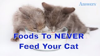 7 Foods You Should Never Feed Your Cat [upl. by Hildick]