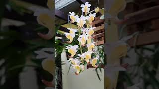 Aerides odorata vanda orchid [upl. by Cathleen]