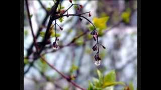 Midal Song from Papua New Guinea by George telek [upl. by Ruttger]