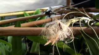 Tillandsia seeds Now what the heck do I do [upl. by Herald]