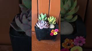 SUCCULENT ARRANGEMENT succulents shorts [upl. by Lucine]