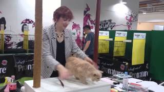 Selkirk Rex at a CFA show [upl. by Colombi]