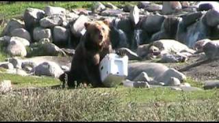 Bear vs YETI  YETI Coolers [upl. by Florinda328]