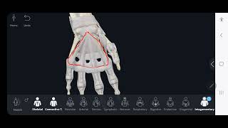 retinacular system of hand flexors 3 [upl. by Eardna]