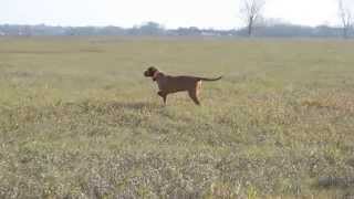 Partridge hunting with Vizslas Zöldmáli Lepke the Wirehaired Vizsla [upl. by Conard]