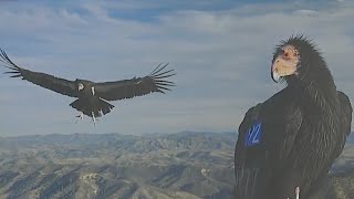 California condors appear in more counties [upl. by Damour907]