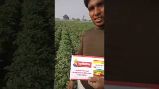 19 Unigold Potato Farmer Village Salempur [upl. by Moitoso]