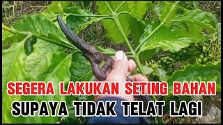 Cara seting bahan bo kopi supaya tidak terjadi banyak buah penyelang [upl. by Erdah705]