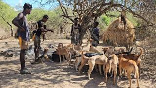 How Tanzanian Bushmen takes care of their 30 Dogs 🐕 [upl. by Aicilanna844]