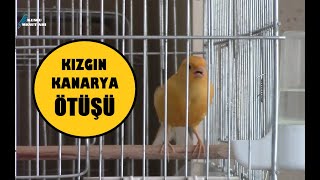 KANARYA KIZGINLIK ÖTÜŞÜ  Eşine Kur Yapan Kanarya  Dik Ötüm [upl. by Derwood305]