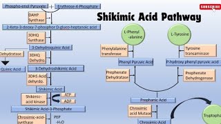 Detailed note on Shikimic Acid Pathway part1 [upl. by Nnylcaj]