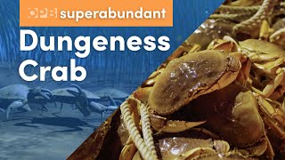 Dungeness crab Oregon’s most lucrative fishery  Pacific Northwest food  Superabundant S2 E1 [upl. by Tyra352]