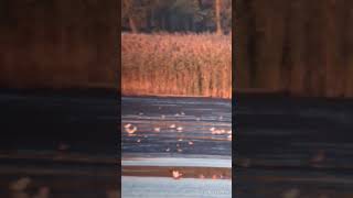 Ruddy Shelduck 17102024 Zygmunta Augusta Pond Poland [upl. by Lenna235]