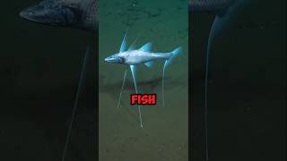 Tripod fish A DeepSea Hunter with Fins Like Legsquottrending animals viralvideos facts wildlife [upl. by Halla521]