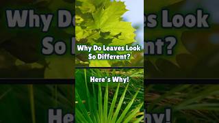 Why Do Leaves Look So Different Heres Why [upl. by Argela]