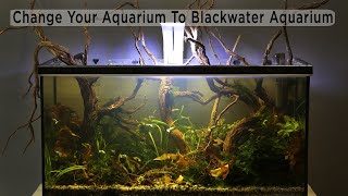 Change To Blackwater Aquarium  Biotope Aquascape [upl. by Carr314]