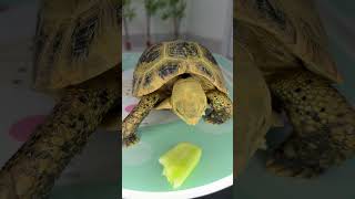 Tortoise eating cucumber 7 foryou foryou [upl. by Alic201]