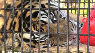 スマトラトラ の『ファントム』 宮崎市フェニックス自然動物園 2019年12月9日 [upl. by Burnard711]