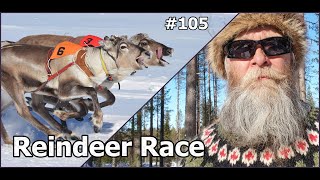 Reindeer Race Kuusamo Finnish Homestead homestead kuusamo reindeer porocup2023 porocupkuusamo [upl. by Gabel]