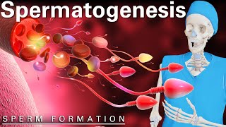 Exploring Spermatogenesis A 3D Animated Journey Through Male Reproduction [upl. by Chappy]