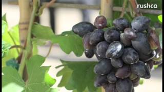 Trophée SaintJean de Beauregard  la vigne à fruits Philipp [upl. by Durward]