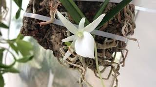 Angraecum didieri May 2024 [upl. by Attennhoj]