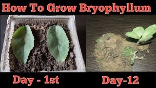 How to grow BryophyllumPatharchatta plant from leaf hindi [upl. by Divine321]