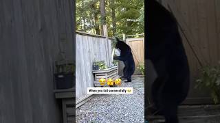 Funny bear videos  animals bear funny pets comedy [upl. by Eissirhc369]