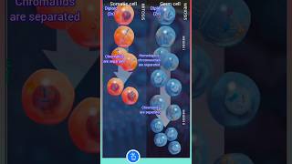 Meiosis vs Mitosis Quick Revision [upl. by Scheld242]