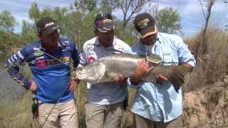 Fishing for Barramundi with Live Bait  REEL ACTION TV [upl. by Refitsirhc]