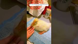 This man rescued a baby goose and brought it home to raise animalshorts shortvideo [upl. by Luebke257]