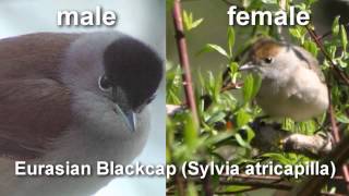 Blackcap  Eurasian Blackcap Bird Call and Pictures for Teaching BIRDSONG [upl. by Sik]