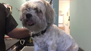 Dog grooming for beginners part 2 of 3 [upl. by Godderd]