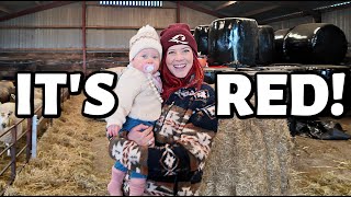 I finally met THE RED SHEPHERDESS our SHEEPISH trip to the UK part 2 [upl. by Weaver]