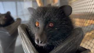 Livingstone’s Fruit Bats  BatEye View [upl. by Tildy]