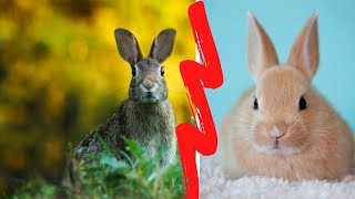 HARE VS RABBIT  LIEVRE VS LAPIN [upl. by Trab]