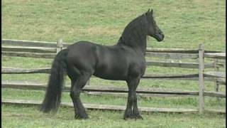 Friesian Stallion Erik 351 [upl. by Maurene]