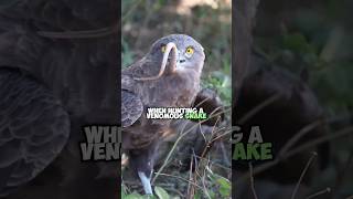 Eagle vs Cobra The Fascinating World of SnakeHunting Snake Eagles [upl. by Aihsekan]