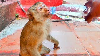 Little monkey MOKA get drink water from guy after elictric shock MOKA has feel jaw stiffness [upl. by Rohclem]